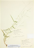 藏品(維州李氏禾)的圖片